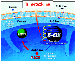 Meccanismo metabolico